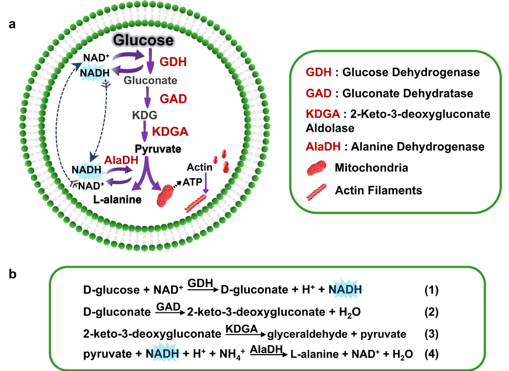 HIT Research Team Breaks Ground in Constructing Glycolytic Pathway Within Artificial Cells, Paving Way for Advanced Synthetic Biology