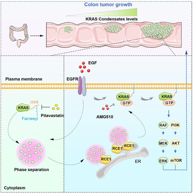HIT team explores farnesylation-driven KRAS phase separation