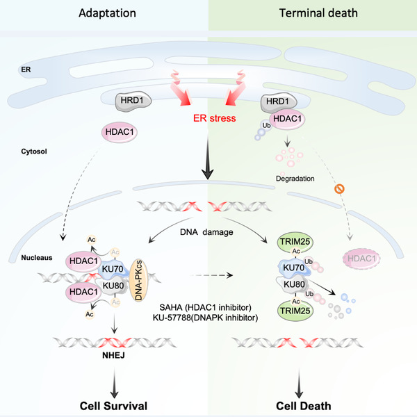HIT Research Team Uncovers Novel Crosstalk Mechanism Between ER Stress and DNA Damage Response, Offering Potential Combined Targeting Strategy for Cancer Treatment