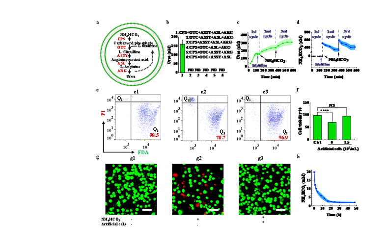 Professor Han Xiaojun's team achieves ammonia detoxification with artificial cells