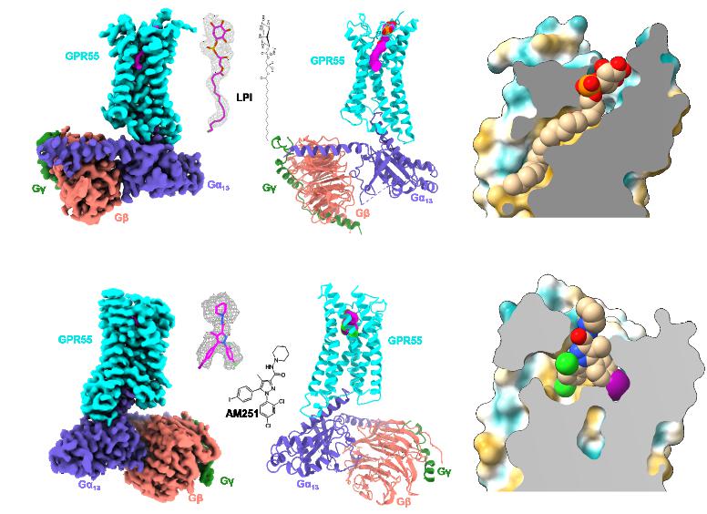 HIT Research Team Unveils Mechanisms of GPR55 Receptor Ligand Recognition and G-protein Coupling