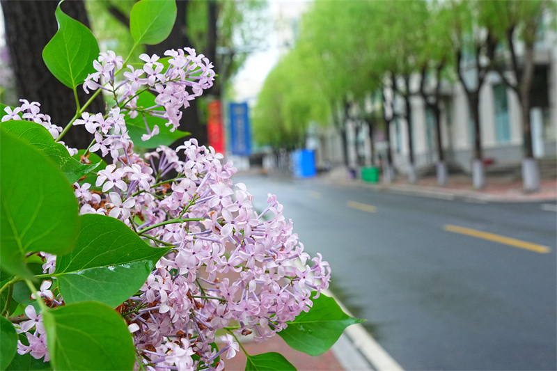 Lilacs in bloom: A fragrant spring at HIT