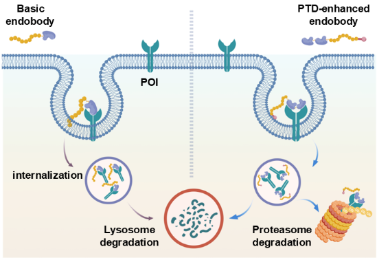 HIT group develops Endobody for membrane, extracellular protein