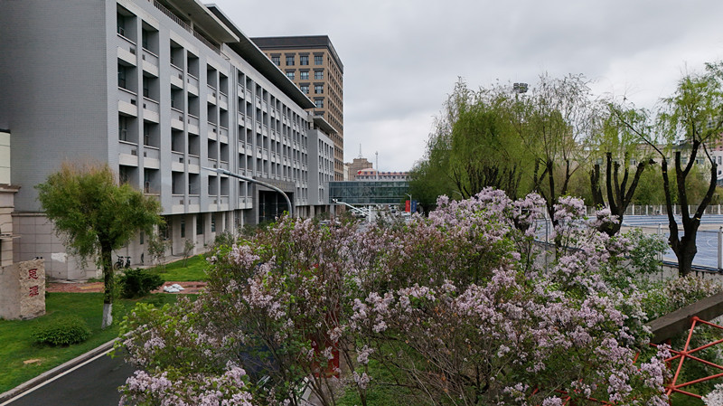 A campus in full bloom with lilacs