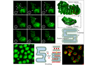 Professor Han Xiaojun's Team Makes Great Progress in the Field of Artificial Cell Research