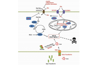 Gao Minghui's Research Group Invited to Present Latest Research Progress in Regulating Metabolism of Iron in Human Cells