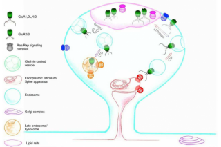 Promoting the development of accurate targeted drugs for the treatment of diseases | This research achievement of the Life Science Centre of HIT is really impressive!