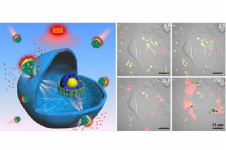 Professor He Qiang's research results to achieve nanomachines for "surgery" on tumor cells