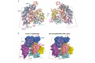 Professor Huang Zhiwei of the School of Life and Technology Reveals the Molecular Mechanism of Substrate Compatibility and High Fidelity of the Cas9 Variant of Gene Editing System