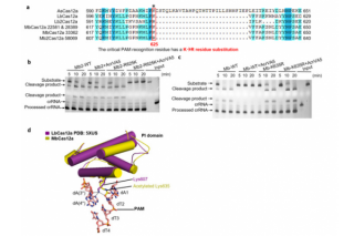 Professor Huang Zhiwei's Team Discovered the Novel Anti-CRISPR and Revealed Its Mechanism of Inhibiting Cas12a Activity