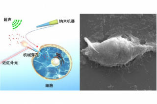 New Progress Has Been Made in the Study of Single-Cell Mechanical Perforation by Swimming Nanomachines at HIT