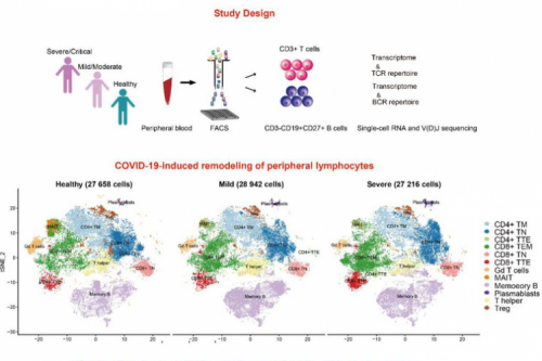 The adaptive immune response characteristics of severe and mild individuals with COVID-19 was revealed by Professor Huang Zhiwei's research team