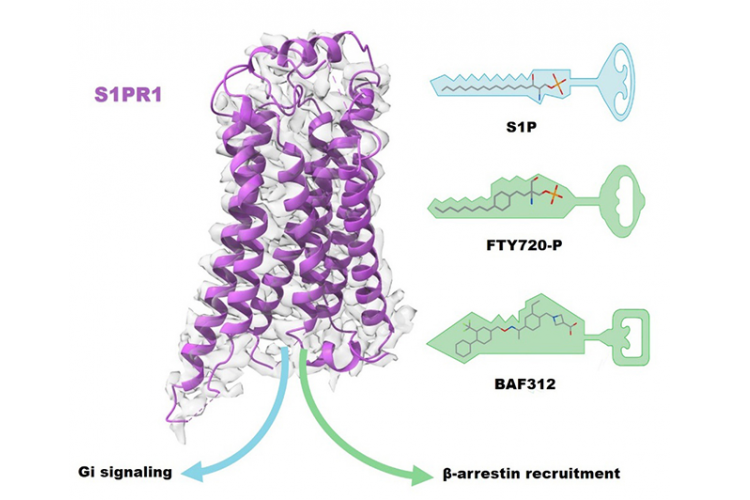 He Yuanzheng Research Team of the HIT Center for Life Sciences Discovers the Structural Basis of Sphingosine-1-phosphate Receptor 1 Activation and Biased Agonism