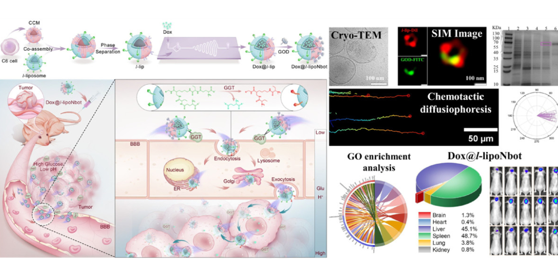  HIT team reports breakthrough in nanorobotic therapy for glioblastoma
