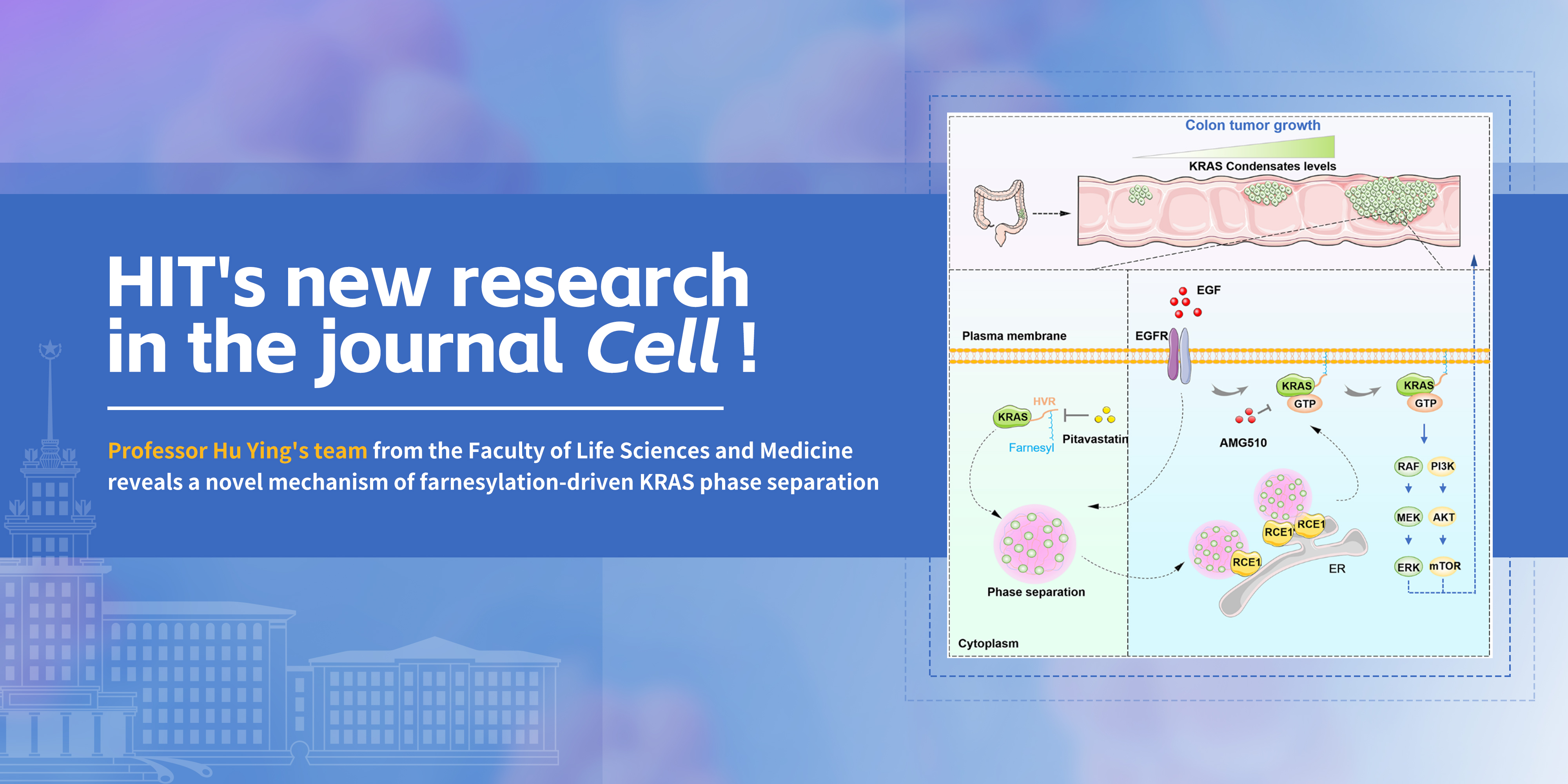HIT team explores farnesylation-driven KRAS phase separation