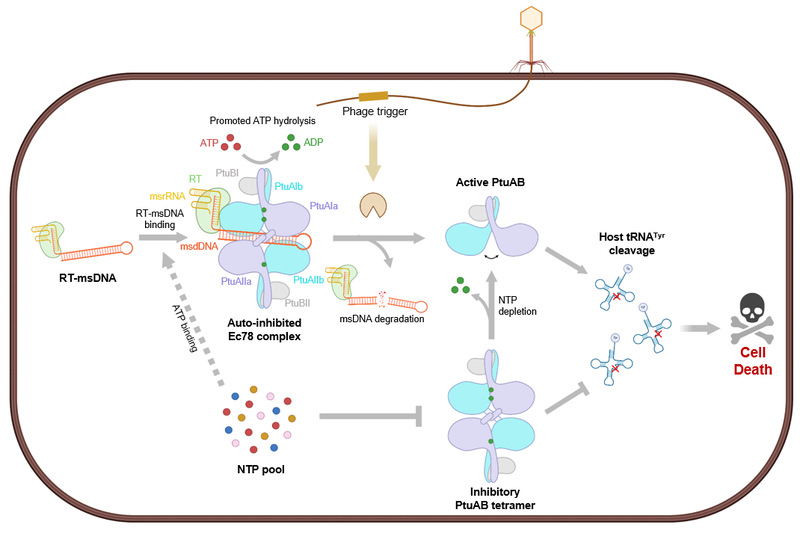 Dual-inhibitory mechanism of Ec78 antiphage defense system revealed