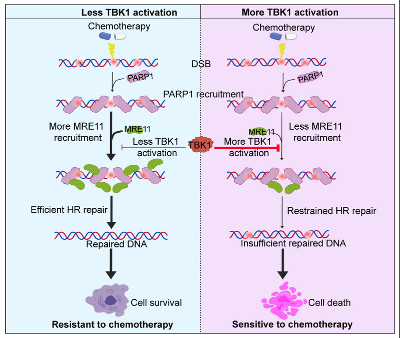 HIT team reveals TBK1 sensitizes chemotherapy by inhibiting HR repair