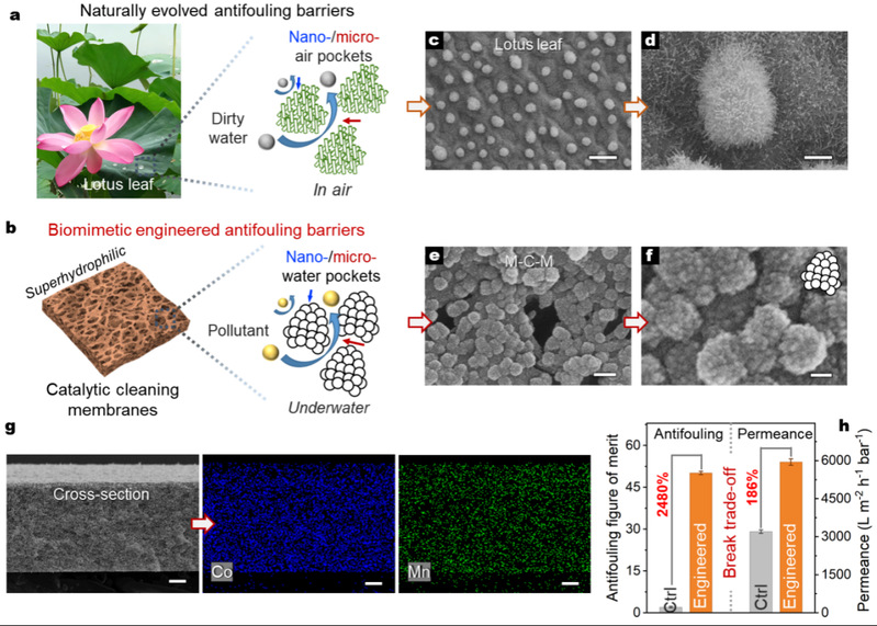 HIT Professor Shao Lu's team develops biomimetic catalytic self-cleaning water treatment membrane